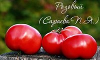 Морозоустойчивые сорта томатов селекции Сараева П.Я.
